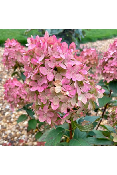 Гортензия карликовая Меджикал Кэндл Розовые оттенки цветов гортензии Меджикал Кандл